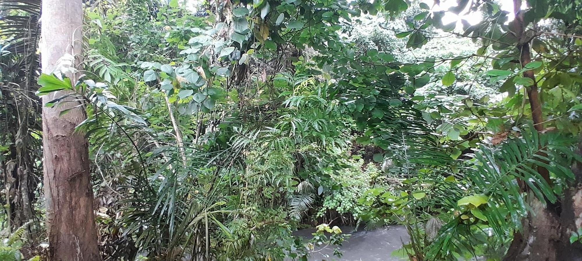 Renny's Tangkoko Safety Stop Bitung Zewnętrze zdjęcie