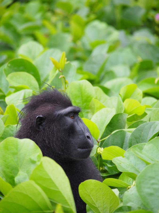 Renny's Tangkoko Safety Stop Bitung Zewnętrze zdjęcie