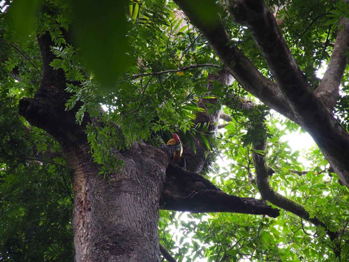 Renny's Tangkoko Safety Stop Bitung Zewnętrze zdjęcie