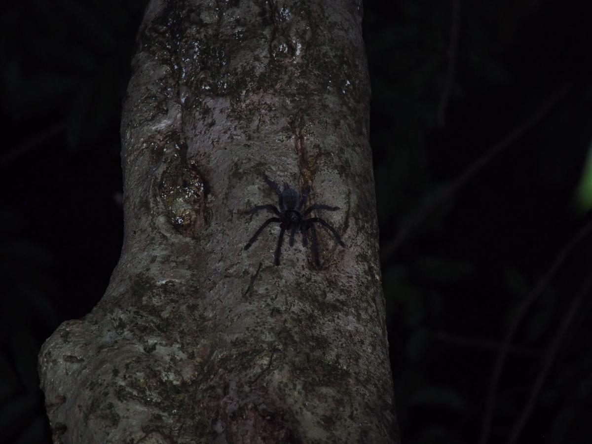 Renny's Tangkoko Safety Stop Bitung Zewnętrze zdjęcie