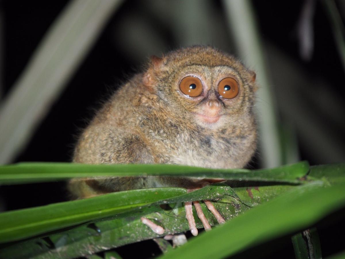 Renny's Tangkoko Safety Stop Bitung Zewnętrze zdjęcie